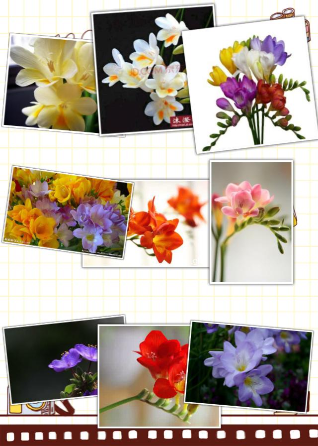 这都是君子兰花朵的基础色（清新舒畅小苍兰）(4)