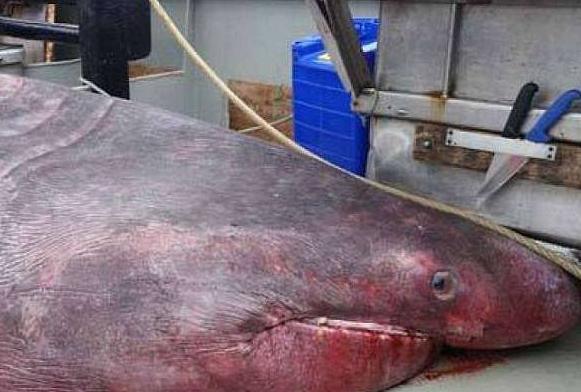 深海巨齿鲨真实探索（澳洲渔民捕捉到85年没看过的深海怪鲨）(2)