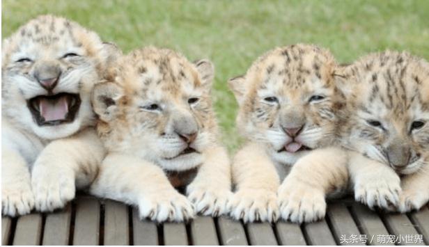 如果白狮和白虎生孩子会怎么样（白狮和白虎相爱后产下4只神兽）(2)
