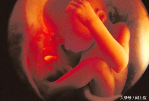 子宫为什么可以培育胎儿（你知道子宫内的宝宝是如何成长的吗）(10)