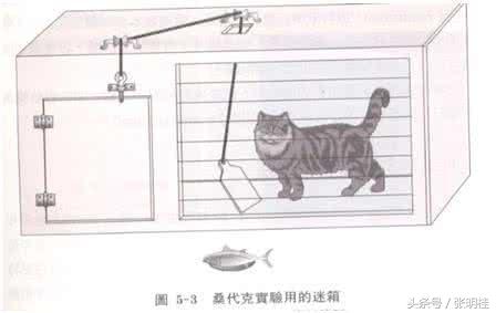 桑代克的猫实验的结论举例（桑代克试误论的动物实验及它的教育意义）(3)