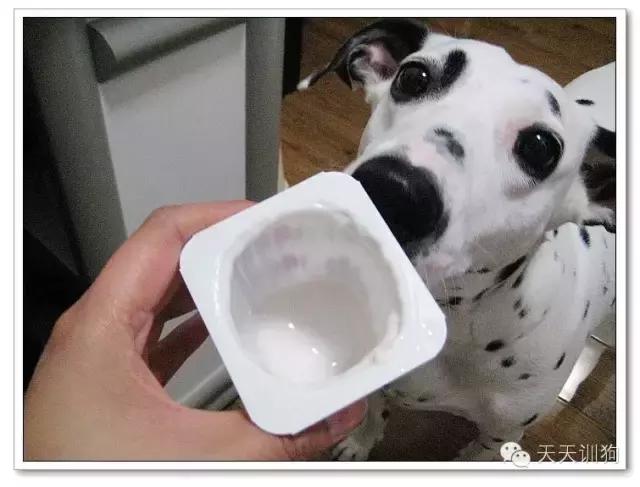 狗狗为啥不能喝酸奶（狗狗能不能喝酸奶）