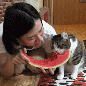 3个月大的猫咪可以吃西瓜么（主人录下猫咪和妈妈一起吃西瓜）(5)