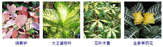 园林花境植物品种大全（这40种植物最适合园林养植）(4)