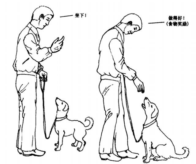 轻松让你掌握狗狗的训练方法（最简单有效的狗狗训练方法）(6)