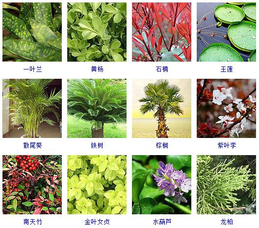 园林花境植物品种大全（这40种植物最适合园林养植）(1)