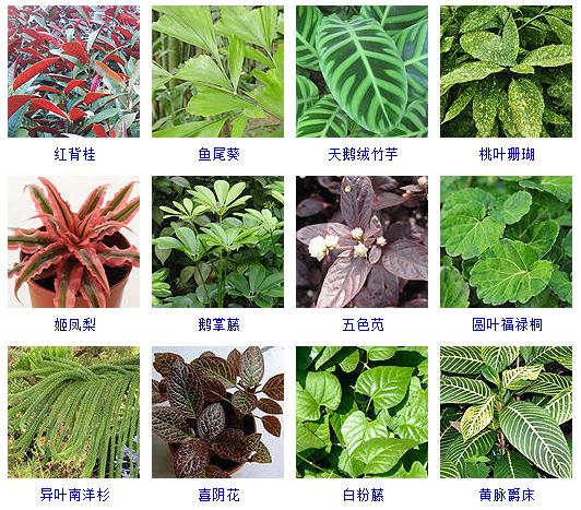 园林花境植物品种大全（这40种植物最适合园林养植）(3)