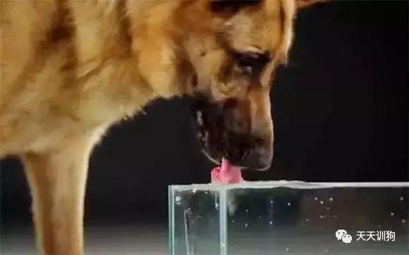狗狗用什么饮水（狗狗饮水的重要性）