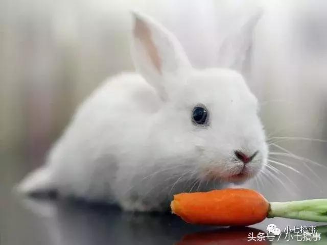 你知道兔子为什么吃胡萝卜吗（真的喜欢胡萝卜吗）(5)