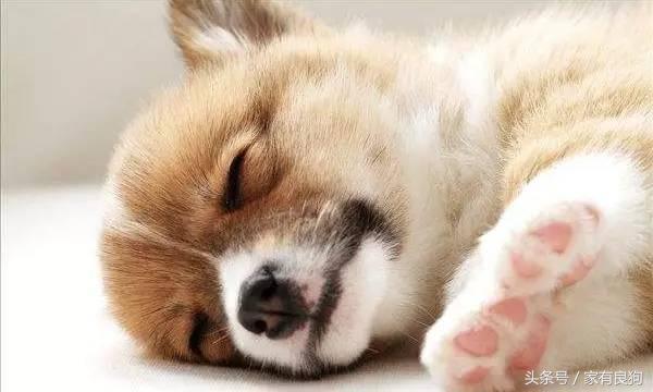狗狗为什么会晚上睡觉打呼噜（为什么狗狗睡觉打呼噜）(4)