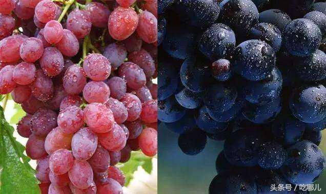 你分得清葡萄和提子吗（葡萄和提子到底哪种好吃）(1)