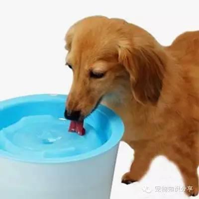 狗狗少喝水怎么办（支招:狗狗不喝水怎么办）(1)