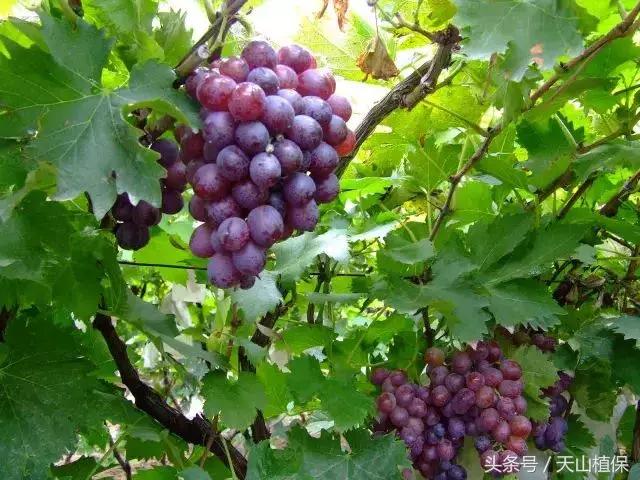 最好的葡萄品种是什么品种（最热的葡萄品种都在这里）(2)