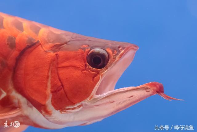 亚洲龙观赏鱼介绍 亚洲龙鱼其实就是七个葫芦娃