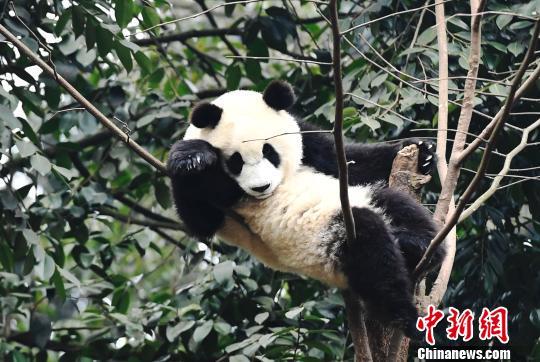 大熊猫国家公园范围图（大熊猫国家公园征集形象标识）(1)