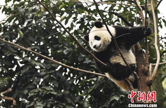 大熊猫国家公园范围图（大熊猫国家公园征集形象标识）(3)
