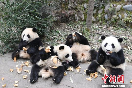 大熊猫国家公园范围图（大熊猫国家公园征集形象标识）(2)