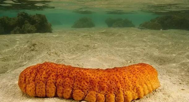 世界上最大的几种海参（你知道全世界的海参一共有多少种吗）(5)