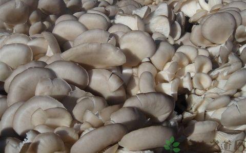 凤尾菇的营养（凤尾菇的营养价值）(2)