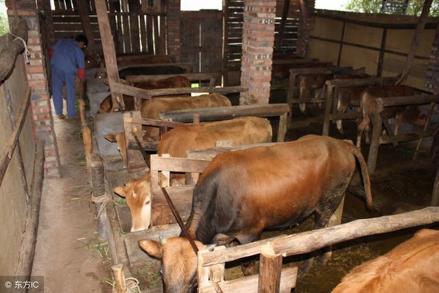 养牛的管理方法和防病知识（养牛技巧牛犊小牛犊）(3)