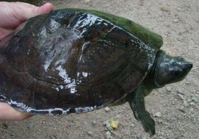 乌龟有四种类型（183岁巨龟命在旦夕）(13)