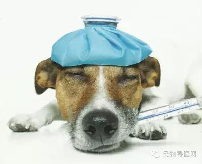 狗得细小病是什么症状（狗狗患细小病的原因有哪些呢）(2)
