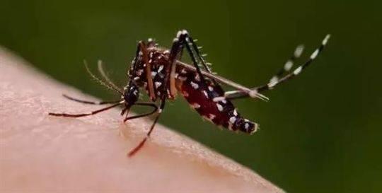 冬蚊子和夏天的蚊子有什么区别（为啥秋天的蚊子这么毒）(1)