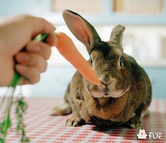 兔兔轻微拉稀能自己好吗（这里有诊断方法）(2)