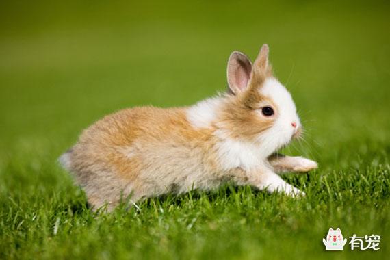 兔兔轻微拉稀能自己好吗（这里有诊断方法）(1)