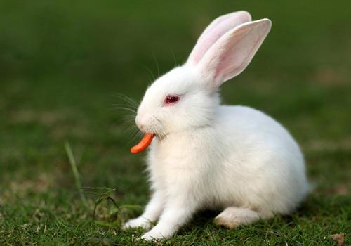 兔属相和兔配婚好不好（属兔的兔属兔配婚姻如何）(1)