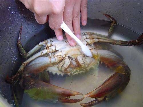 螃蟹怎么洗干净吃了有什么好处（家常洗螃蟹的方法）(1)