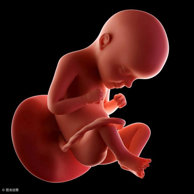 怀孕8个月胎儿图（怀孕8个月胎儿长什么样）(3)