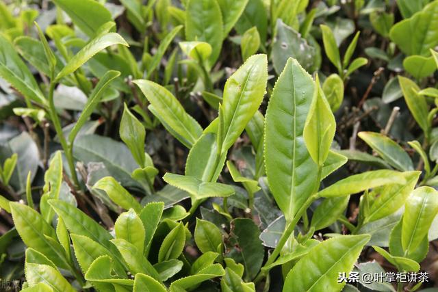 茶树的种类大全（茶树的演变和种类你知道多少呢）(1)
