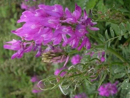 深山发现28株神奇植物（遇到一种紫色花）(3)
