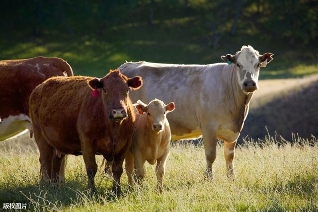 改良肉牛养殖方法有哪些（掌握科学的肉牛养殖技巧）(2)