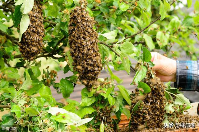 中蜂诱蜂技巧（养蜂人透露自然分蜂秘密）(4)