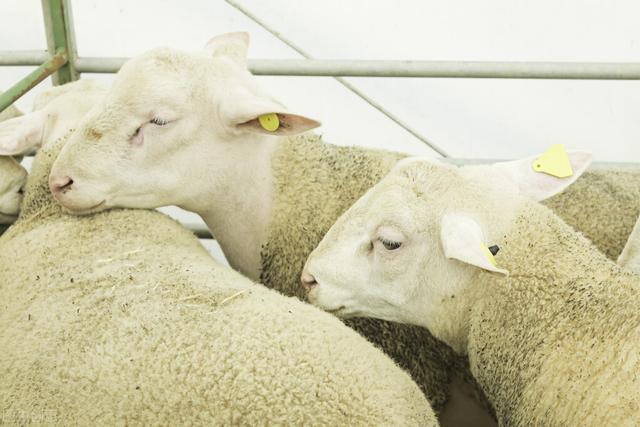 牛羊布病是如何传染的（牛羊布病的流行传播与防控建议）(2)