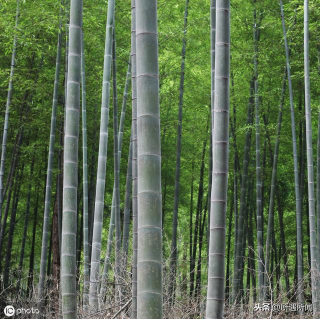 竹子的资料和作用（你知道这些竹子的用途吗）(2)