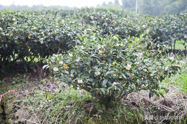 茶树的种类大全（茶树的演变和种类你知道多少呢）(5)