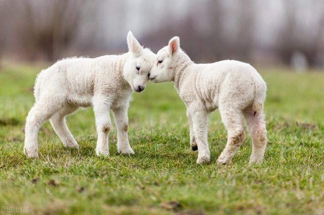 十只大母羊的养殖方法（这三点母羊养殖经验）(2)