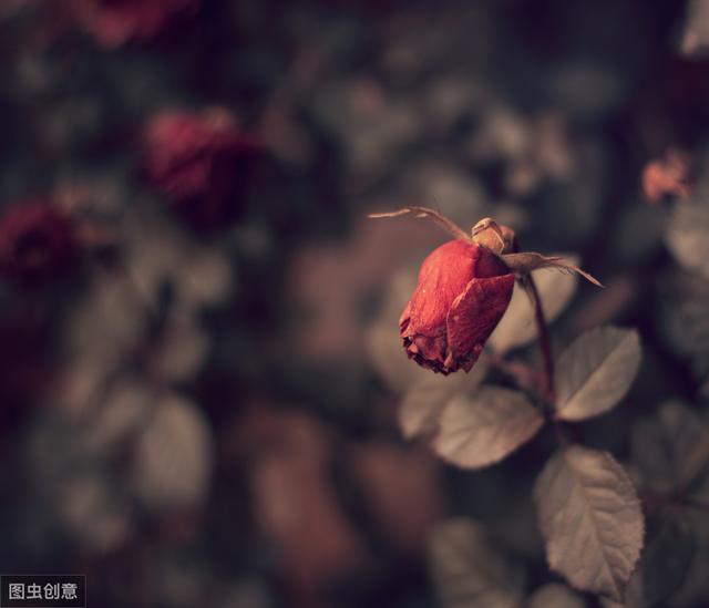 红玫瑰和米兰花的寓意和象征（你以为红玫瑰代表爱情）(5)