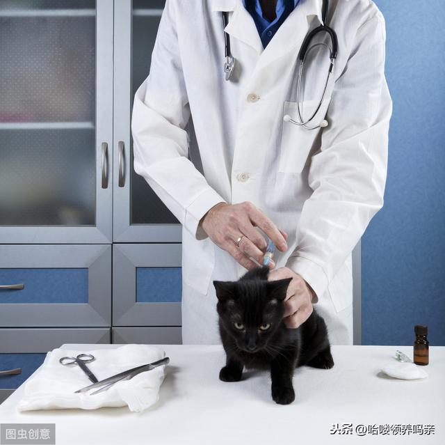 猫多久打一次三联疫苗（猫咪疫苗有这么多门道）(2)