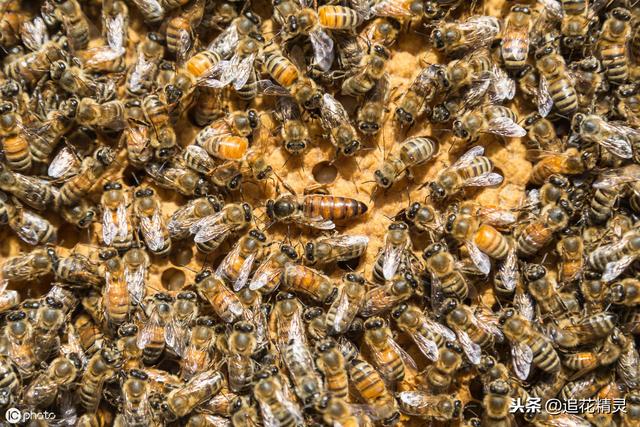 蜜蜂该怎么被驯服蜜蜂又该吃什么（顺从蜜蜂的习性）(1)
