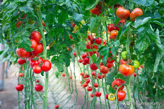减肥多吃西红柿好吗（吃西红柿对减肥有哪些好处）(2)