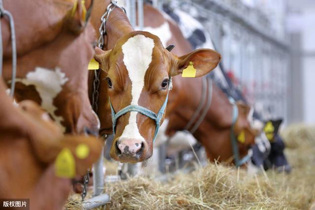 改良肉牛养殖方法有哪些（掌握科学的肉牛养殖技巧）(5)