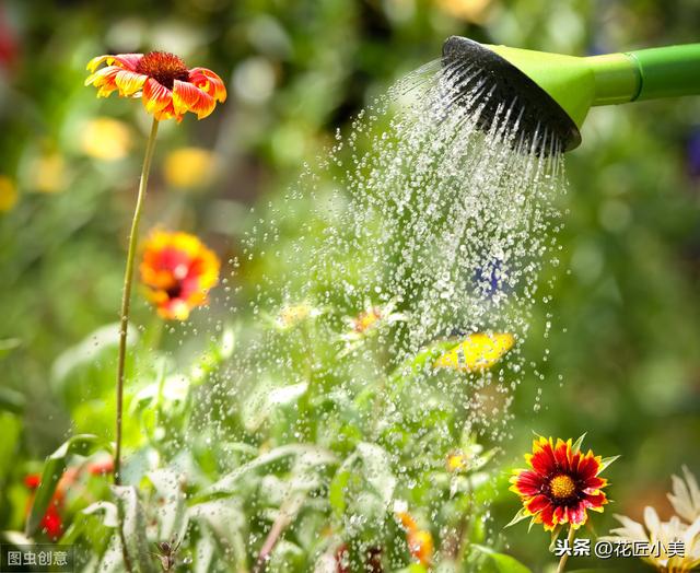 养花浇水的小妙招：花盆养花不会浇水(5)