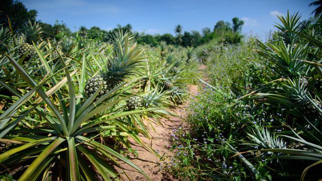 菠萝适合什么气候条件栽培（菠萝除了在热带地方栽培以外）(5)