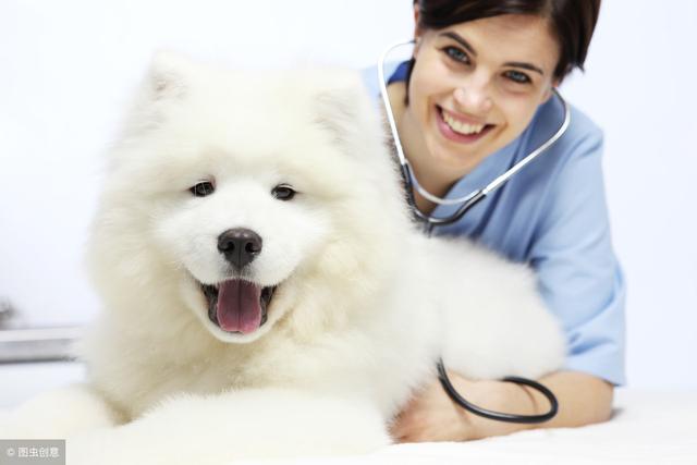 母狗的常见病及治疗方法，狗狗也会来大姨妈(2)