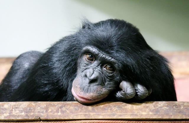 为什么艾滋病毒是黑猩猩引起的（艾滋病毒来源于黑猩猩）(8)