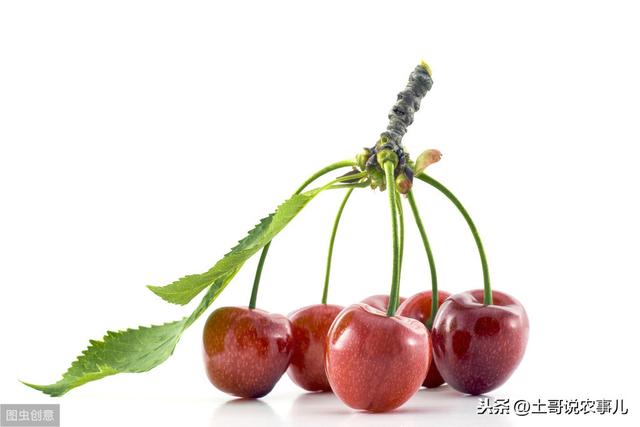 大樱桃的营养价值功效与作用（大樱桃需要的营养元素及作用）(4)